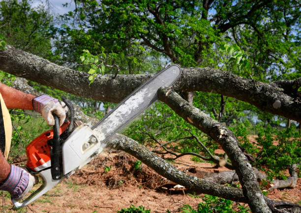 How Our Tree Care Process Works  in  Conning Towers Nautilus Park, CT